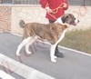 STORIE DI CANI - ARC 6
